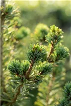 Pinus parviflora 'Tempelhof' - Mädchenkiefer