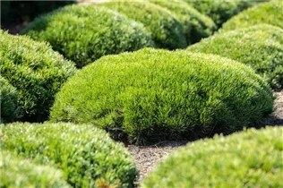 Pinus mugo var. pumilio - Niedrige Krüppelkiefer