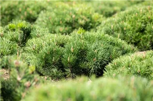 Pinus mugo var. pumilio - Niedrige Krüppelkiefer