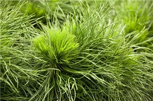 Pinus mugo 'Varella' - Berg-Kiefer 'Varella'