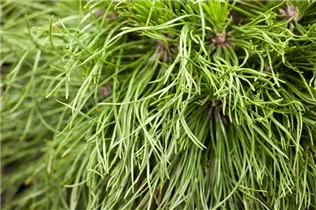 Pinus mugo 'Varella' - Berg-Kiefer 'Varella'