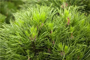 Pinus mugo 'Varella' - Berg-Kiefer 'Varella'