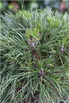 Pinus mugo 'Varella' - Berg-Kiefer 'Varella'