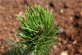 Pinus mugo 'Varella' - Berg-Kiefer 'Varella'