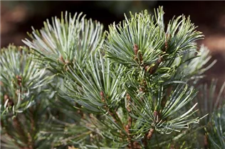 Pinus pumila 'Dwarf Blue' - Pummelkiefer 'Dwarf Blue'