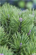 Pinus pumila - Pummelkiefer