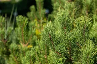 Pinus mugo 'Winter Gold' - Berg-Kiefer 'Winter Gold' Pinus mugo 'Winter Gold' - Berg-Kiefer 'Winter Gold'