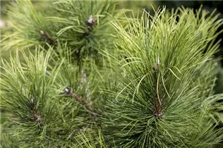 Pinus nigra 'Aurea' - Gelbe Schwarzkiefer 'Aurea'
