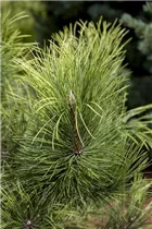 Pinus nigra 'Aurea' - Gelbe Schwarzkiefer 'Aurea'