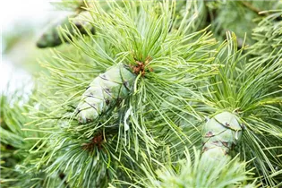 Pinus pumila 'Glauca' - Blaue Pummelkiefer 'Glauca'