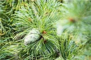 Pinus pumila 'Glauca' - Blaue Pummelkiefer 'Glauca'