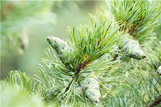 Pinus pumila 'Glauca' - Blaue Pummelkiefer 'Glauca'