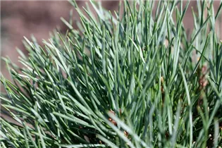 Pinus pumila 'Glauca' - Blaue Pummelkiefer 'Glauca'