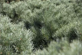 Pinus pumila 'Glauca' - Blaue Pummelkiefer 'Glauca'