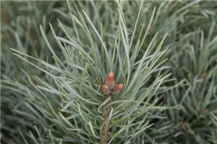 Pinus pumila 'Glauca' - Blaue Pummelkiefer 'Glauca'