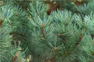 Pinus pumila 'Glauca' - Blaue Pummelkiefer 'Glauca'