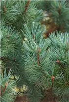 Pinus pumila 'Glauca' - Blaue Pummelkiefer 'Glauca'