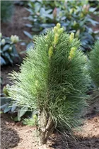 Pinus nigra 'Green Tower' - Schwarzkiefer 'Green Tower' Pinus nigra 'Green Tower' - Schwarzkiefer 'Green Tower'