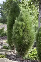 Pinus nigra 'Green Tower' - Schwarzkiefer 'Green Tower' Pinus nigra 'Green Tower' - Schwarzkiefer 'Green Tower'