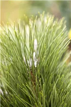 Pinus nigra 'Green Tower' - Schwarzkiefer 'Green Tower' Pinus nigra 'Green Tower' - Schwarzkiefer 'Green Tower'