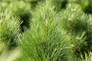 Pinus nigra 'Green Tower' - Schwarzkiefer 'Green Tower' Pinus nigra 'Green Tower' - Schwarzkiefer 'Green Tower'