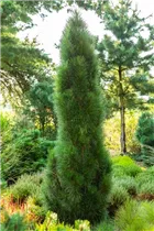 Pinus nigra 'Green Tower' - Schwarzkiefer 'Green Tower' Pinus nigra 'Green Tower' - Schwarzkiefer 'Green Tower'
