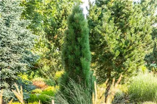 Pinus nigra 'Green Tower' - Schwarzkiefer 'Green Tower' Pinus nigra 'Green Tower' - Schwarzkiefer 'Green Tower'