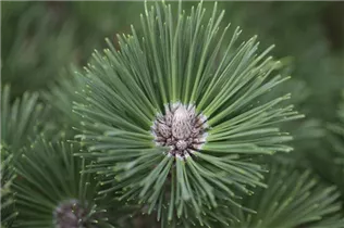 Pinus nigra 'Helga' - Schwarzkiefer 'Helga'