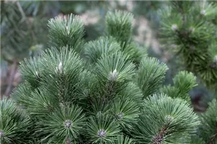 Pinus nigra 'Helga' - Schwarzkiefer 'Helga'