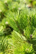 Pinus nigra 'Helga' - Schwarzkiefer 'Helga'