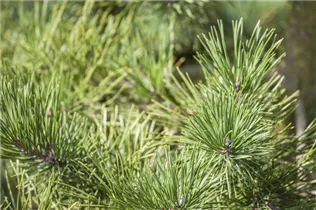 Pinus pungens - Kiefer