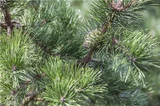 Pinus pungens - Kiefer