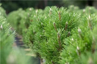 Pinus nigra 'Komet' - Schwarzkiefer