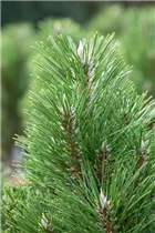 Pinus nigra 'Komet' - Schwarzkiefer
