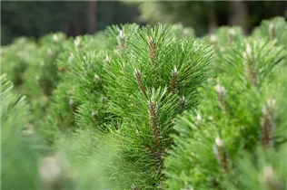 Pinus nigra 'Komet' - Schwarzkiefer