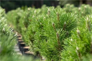 Pinus nigra 'Komet' - Schwarzkiefer