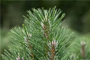 Pinus nigra 'Komet' - Schwarzkiefer