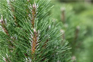Pinus nigra 'Komet' - Schwarzkiefer