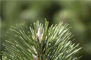 Pinus nigra 'Komet' - Schwarzkiefer