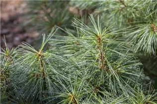 Pinus resinosa 'Pillnitz' - Amerikanische Rotkiefer 'Pillnitz' Pinus resinosa 'Pillnitz' - Amerikanische Rotkiefer 'Pillnitz'