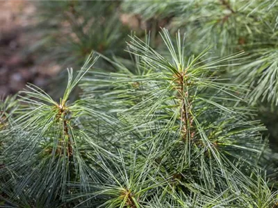 Pinus resinosa 'Pillnitz' - Amerikanische Rotkiefer 'Pillnitz' Pinus resinosa 'Pillnitz' - Amerikanische Rotkiefer 'Pillnitz'