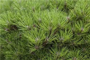 Pinus nigra 'Marie Brégeon'® - Schwarz-Kiefer 'Marie Brégeon'®