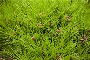 Pinus nigra 'Marie Brégeon'® - Schwarz-Kiefer 'Marie Brégeon'®