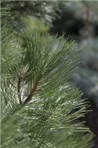 Pinus nigra 'Nana' - Strauch-Schwarzkiefer 'Nana' Pinus nigra 'Nana' - Strauch-Schwarzkiefer 'Nana'