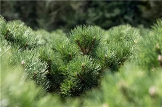 Pinus nigra 'Nana' - Strauch-Schwarzkiefer 'Nana' Pinus nigra 'Nana' - Strauch-Schwarzkiefer 'Nana'