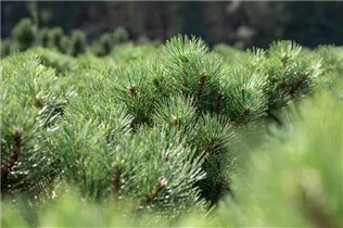 Pinus nigra 'Nana' - Strauch-Schwarzkiefer 'Nana' Pinus nigra 'Nana' - Strauch-Schwarzkiefer 'Nana'