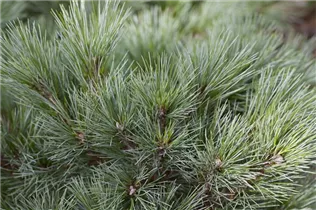 Pinus strobus 'Radiata' - Streichelkiefer 'Radiata'