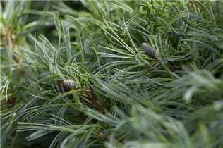 Pinus strobus 'Green Curls' - Zwerg-Seidenkiefer 'Green Curls' Pinus strobus 'Green Curls' - Zwerg-Seidenkiefer 'Green Curls'