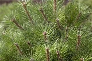 Pinus nigra 'Pierrick Brégeon' - Kugelkiefer 'Pierrick Brégeon'