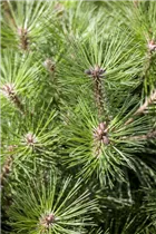 Pinus nigra 'Pierrick Brégeon' - Kugelkiefer 'Pierrick Brégeon'